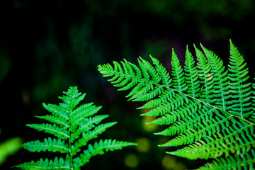 Green Fern Leaf