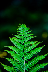 Green Fern Leaf