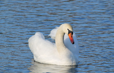 beautiful white mute swan (Cygnus olor) swimming on the water