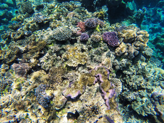 Naklejka na ściany i meble Coral reef off the coast of Gee island in Ouvea lagoon, Loyalty Islands, New Caledonia