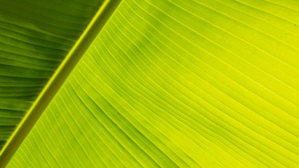 low angle view of greenery banana leaf background on sunny day.