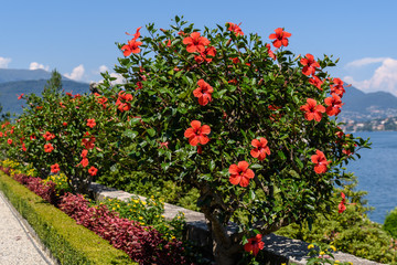 Trees and flowers of red hibiscus in a summer garden on Lake Maggiore, Italy © Cristina Ionescu
