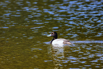 Male Lesser scaup swimming in Yellowstone National Park, Wyoming