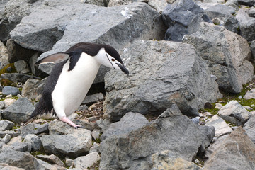 Fototapeta premium Zügelpinguin balanciert über Felsen