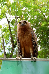 owls are rare with beautiful eyes that live in the wild