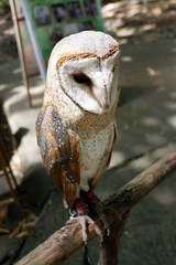 owls are rare with beautiful eyes that live in the wild