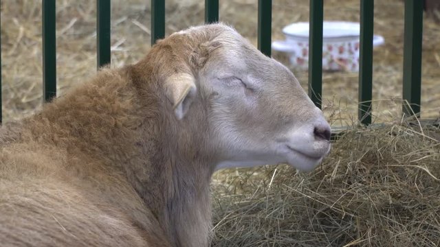  sheep chews , posing and meditating closeup