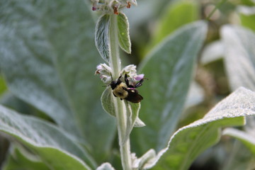 bee on flower