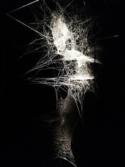 Web of spider in urban art