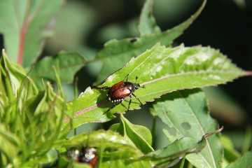 Fototapeta premium insect on leaf