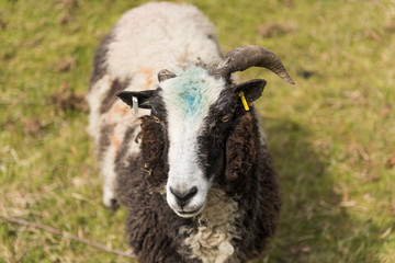 A black and white ram, with beautiful strong curly horns, , looking into the camera