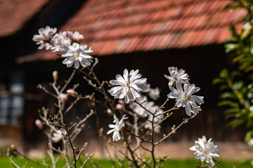 Small White Aster