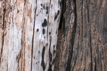 Tree trunk texture with color contrast background