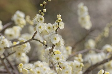 Fototapeta premium plum blossoms, Japanese apricot, prunus mume