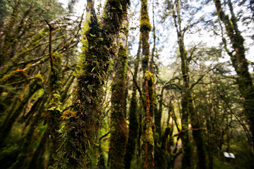 Obraz premium Trees covered in green/grey moss, Tangariro National Park, New Zealand