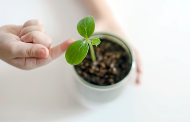 Baby hands holding green small plant. Caring for a new life. The child's hands. Selective focus. Earth day holiday. World Environment Day. Care and save world, ecology concept