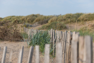 Fototapeta premium Beautiful seaside weathered wooden fences on a beautiful relaxing calm sandy beach with sand dunes behind, shot with a shallow depth of field. Nature reserve.