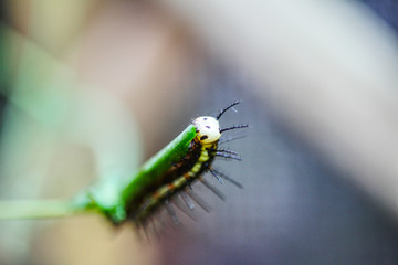 Kleine Raupe
