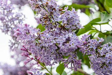 The colorful colors of nature in warm summer