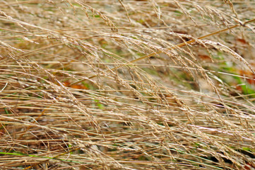 Dry autumn grass