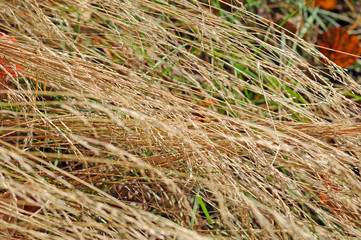 Dry autumn grass