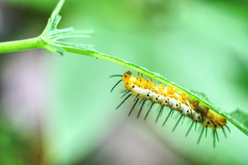 Kleine Raupe Nimmersatt