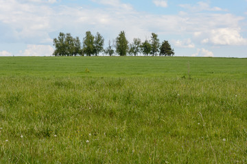 Fototapeta premium The colorful colors of nature in warm summer