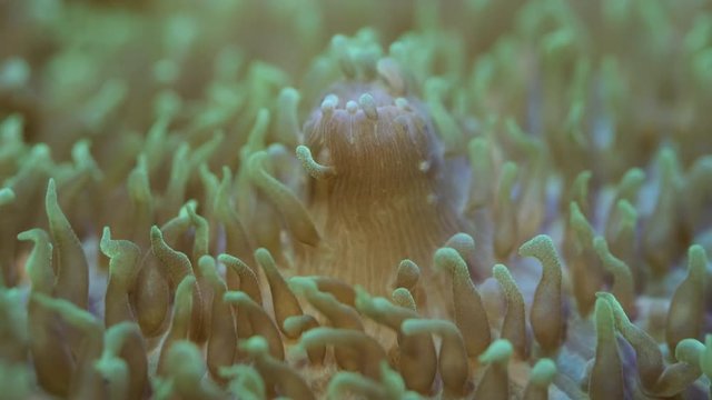 Closeup of polyps Short tentacle plate coral (Cycloseris tenuis). Macro 1:1, underwater shot