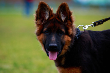 Dog breed German Shepherd