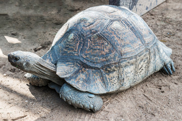The elephant turtle on the grass.