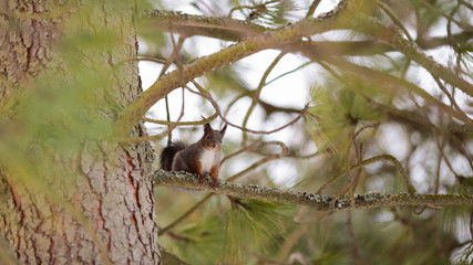 Squirrel on the tree