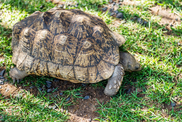 The elephant turtle on the grass.