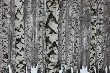 Obraz premium birch forest in winter day