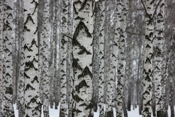 birch forest in winter day