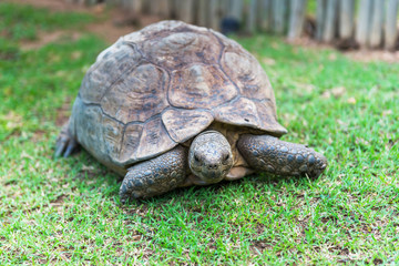 The elephant turtle on the grass.