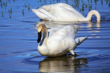 Trumpeter swans in Yellowstone National Park, Wyoming