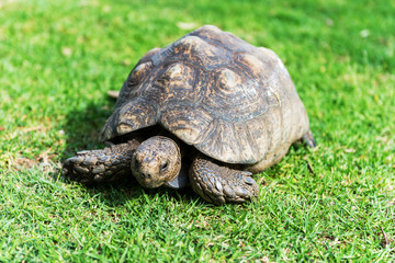 The elephant turtle on the grass.