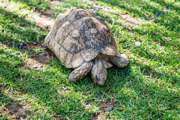 The elephant turtle on the grass.