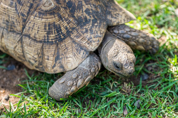 The elephant turtle on the grass.