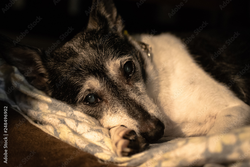 Wall mural Sleepy Dog