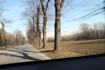 The tree-lined road taken from the car