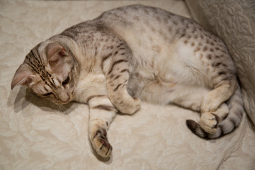Adorable ocicat cat, lying on the sofa. Spotted white cat. 