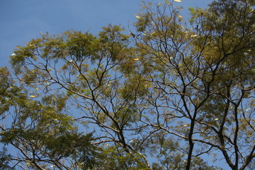 sky blue and green tree