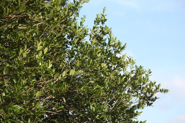 sky blue and green tree
