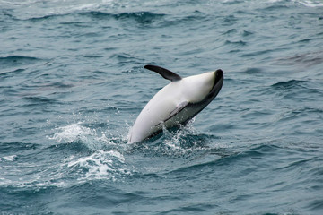 Naklejka premium Dusky dolphin leaing out of the water