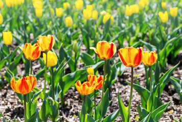 Obraz premium Tulips grow on flower bed plenty of natural light. Red and yellow tulips in nature. Selective focus.