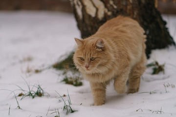 Portrait of the red cat hunting at winter time in the city street 