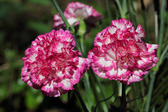 Close-up of white-pink dianthus flowers in the summer garden