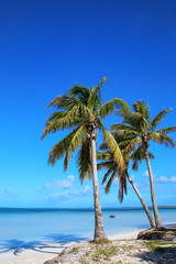 Palm trees on the coast of Ouvea lagoon on Ouvea Island, Loyalty Islands, New Caledonia