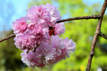 Piękne różowe kwiaty © VinyLove Foto